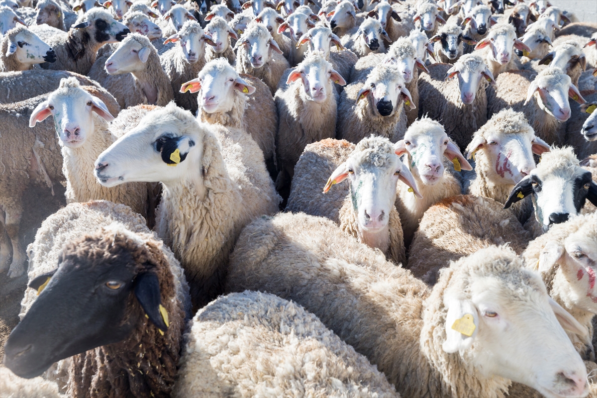 Konya'da meralar koyun sürüleriyle şenleniyor 10