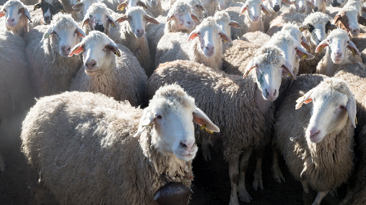 Konya'da meralar koyun sürüleriyle şenleniyor 12