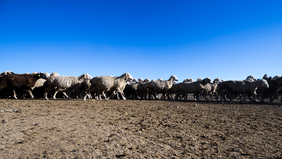 Konya'da meralar koyun sürüleriyle şenleniyor 13