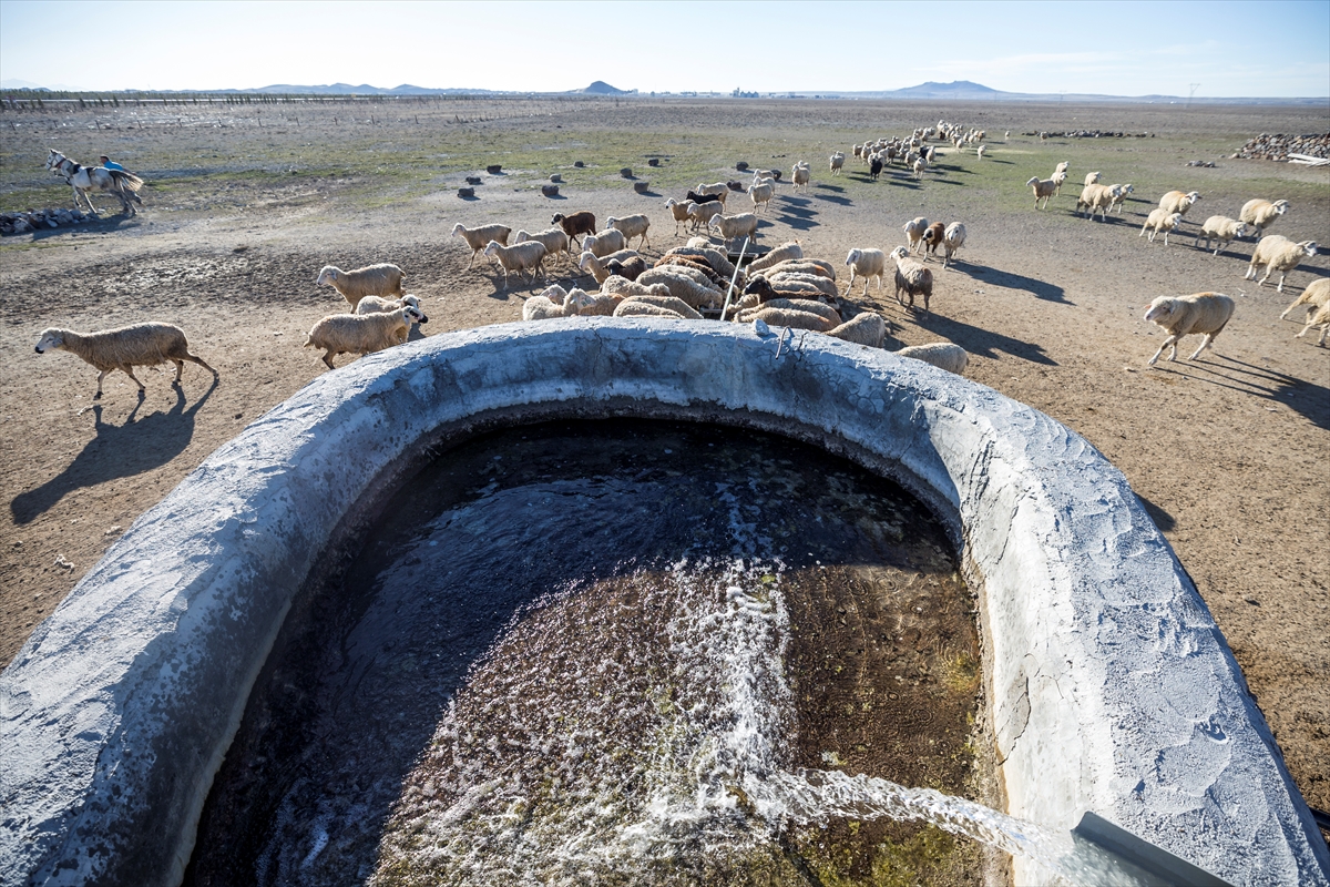 Konya'da meralar koyun sürüleriyle şenleniyor 14