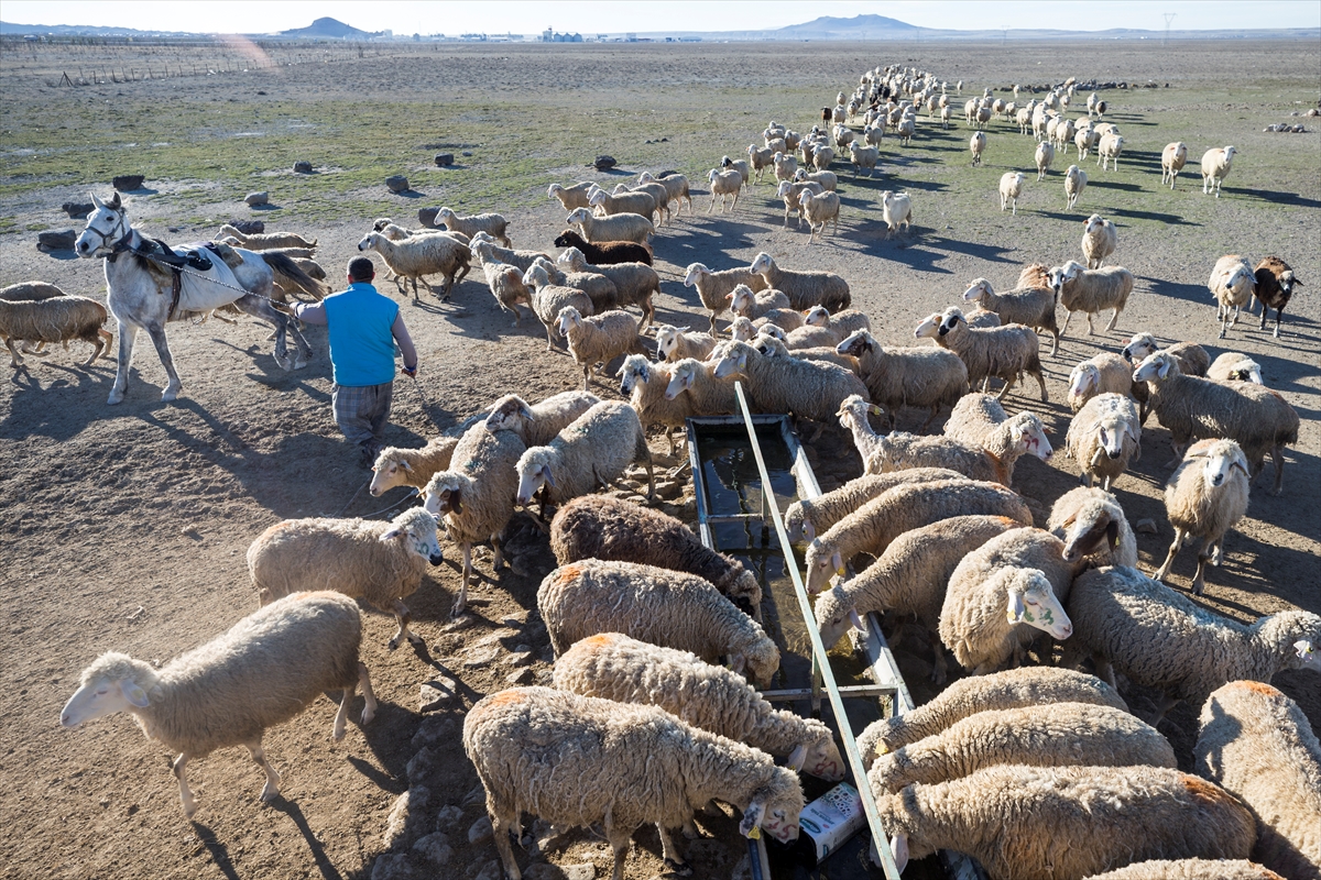Konya'da meralar koyun sürüleriyle şenleniyor 15
