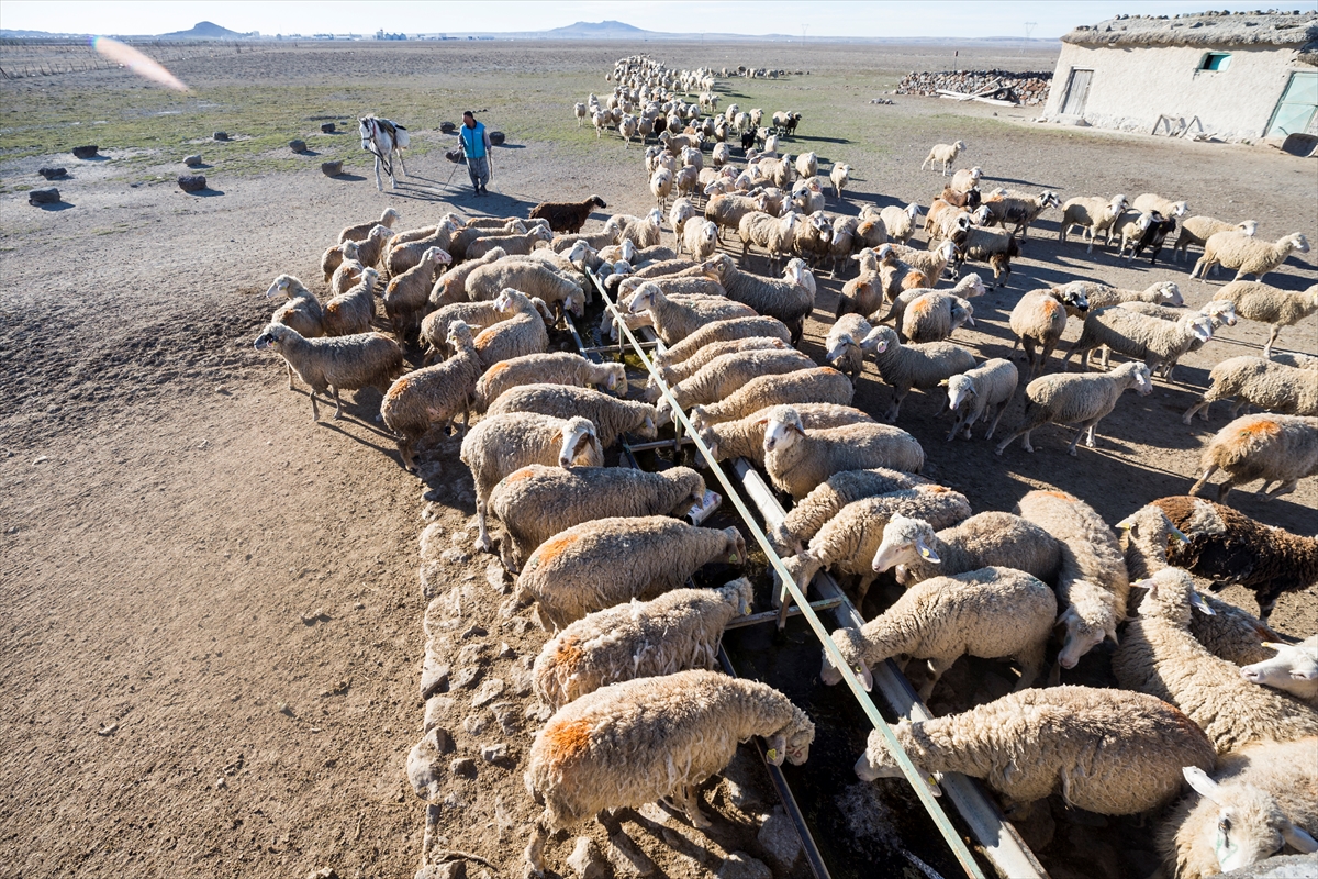 Konya'da meralar koyun sürüleriyle şenleniyor 16