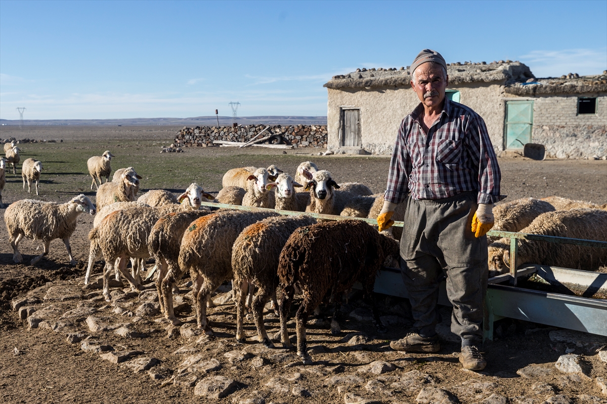 Konya'da meralar koyun sürüleriyle şenleniyor 17