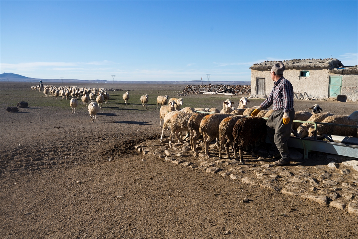 Konya'da meralar koyun sürüleriyle şenleniyor 18