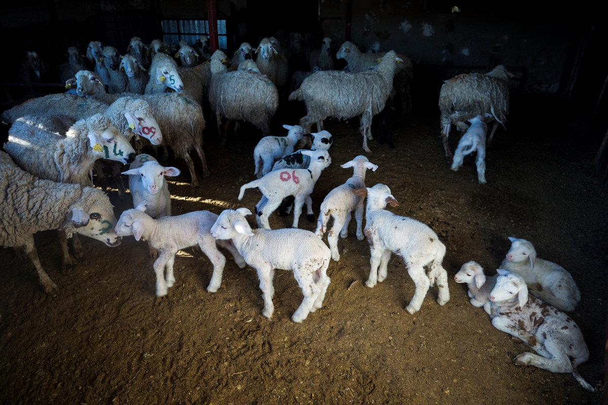 Konya'da meralar koyun sürüleriyle şenleniyor 5