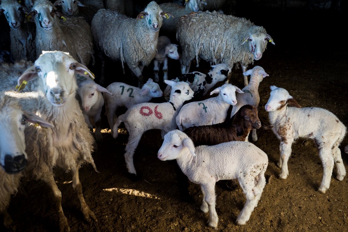 Konya'da meralar koyun sürüleriyle şenleniyor 6