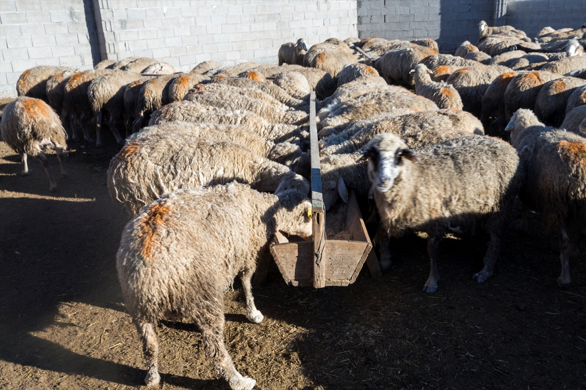 Konya'da meralar koyun sürüleriyle şenleniyor 7