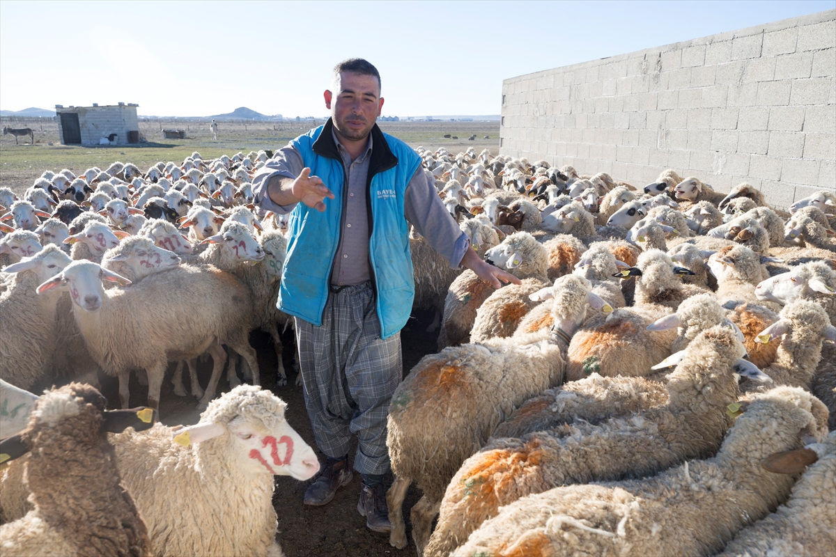 Konya'da meralar koyun sürüleriyle şenleniyor 8
