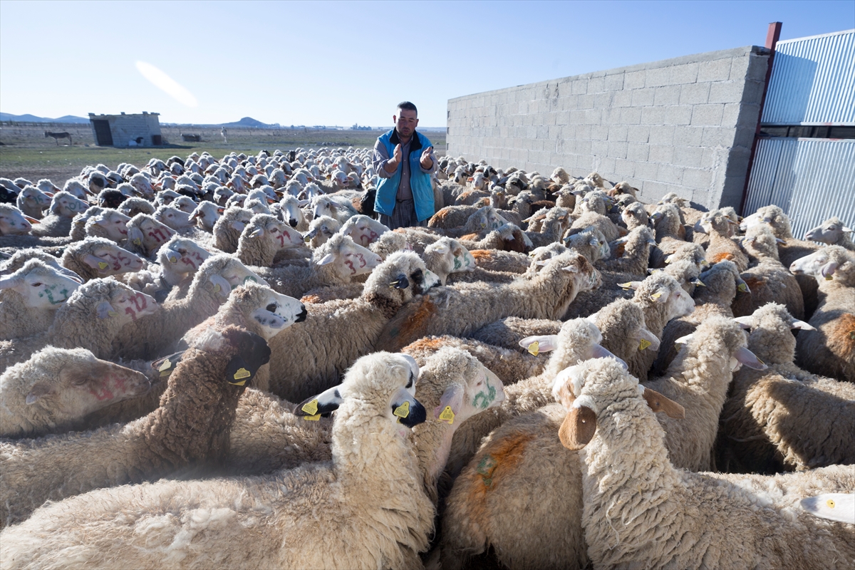 Konya'da meralar koyun sürüleriyle şenleniyor 9