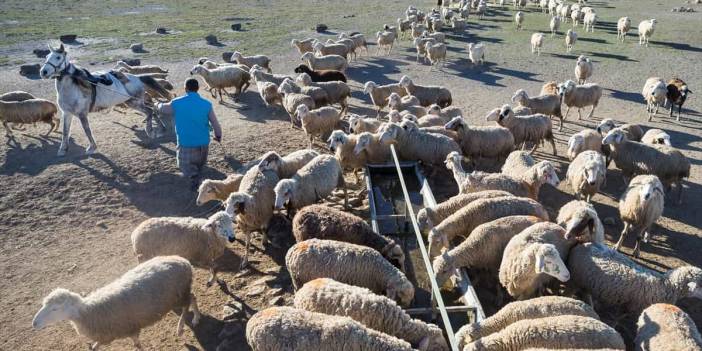 Konya'da meralar koyun sürüleriyle şenleniyor
