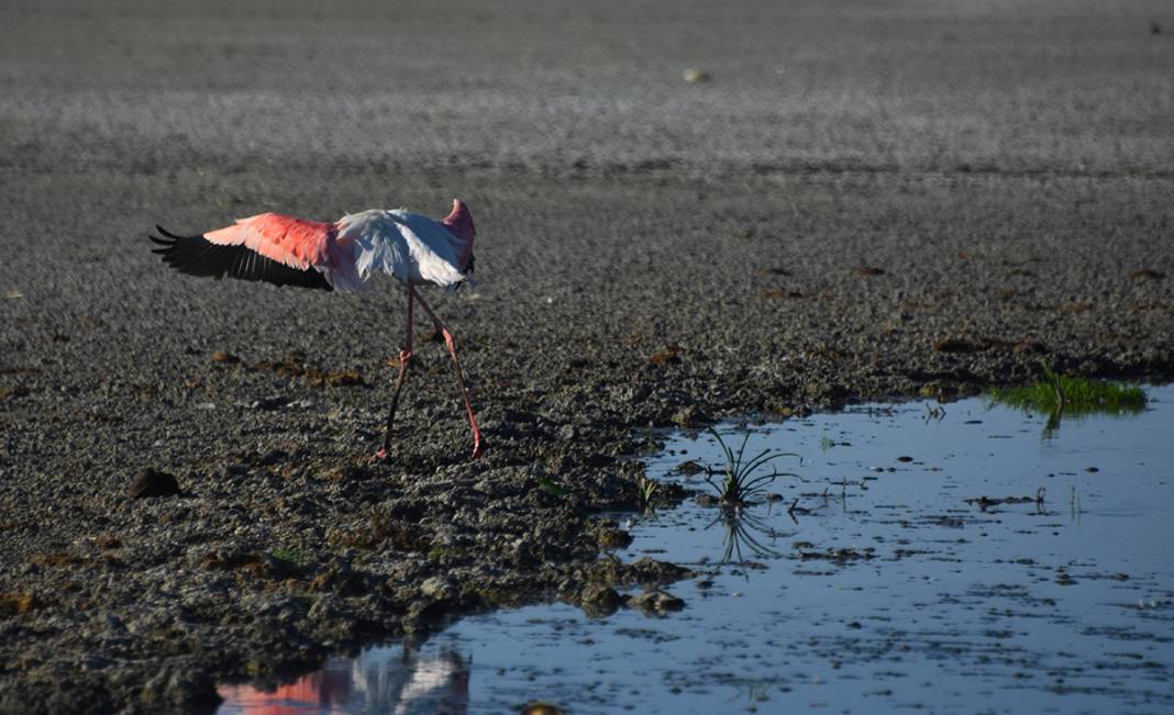 Konya’daki Düden Gölü’nde flamingoların yaşam alanı daralıyor 1