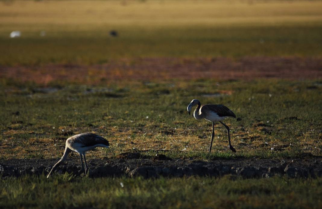 Konya’daki Düden Gölü’nde flamingoların yaşam alanı daralıyor 13