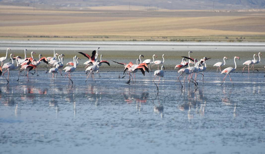 Konya’daki Düden Gölü’nde flamingoların yaşam alanı daralıyor 4