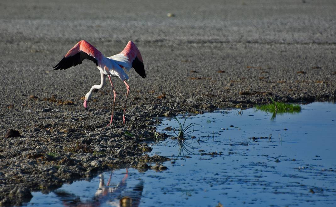 Konya’daki Düden Gölü’nde flamingoların yaşam alanı daralıyor 8