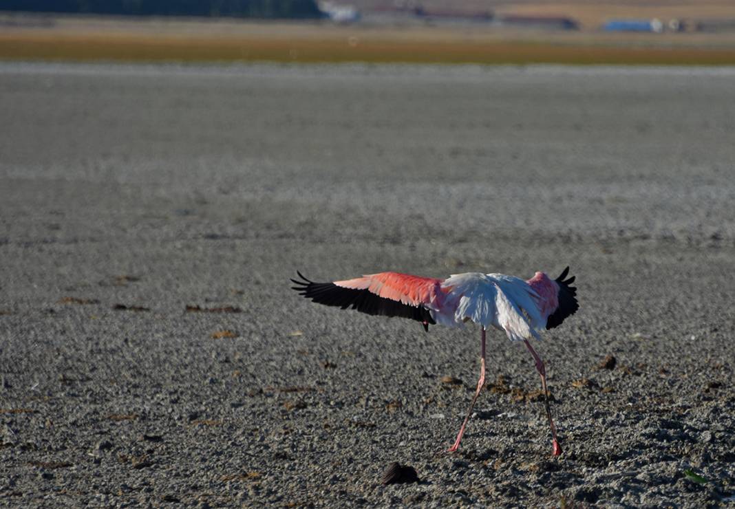 Konya’daki Düden Gölü’nde flamingoların yaşam alanı daralıyor 9
