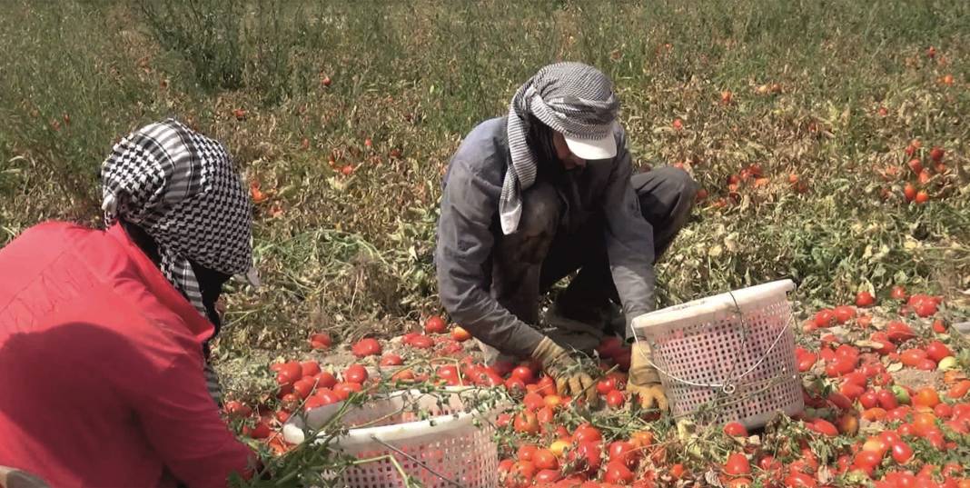 Tuz Gölü havzasının yeni alternatif ürünü domates 3
