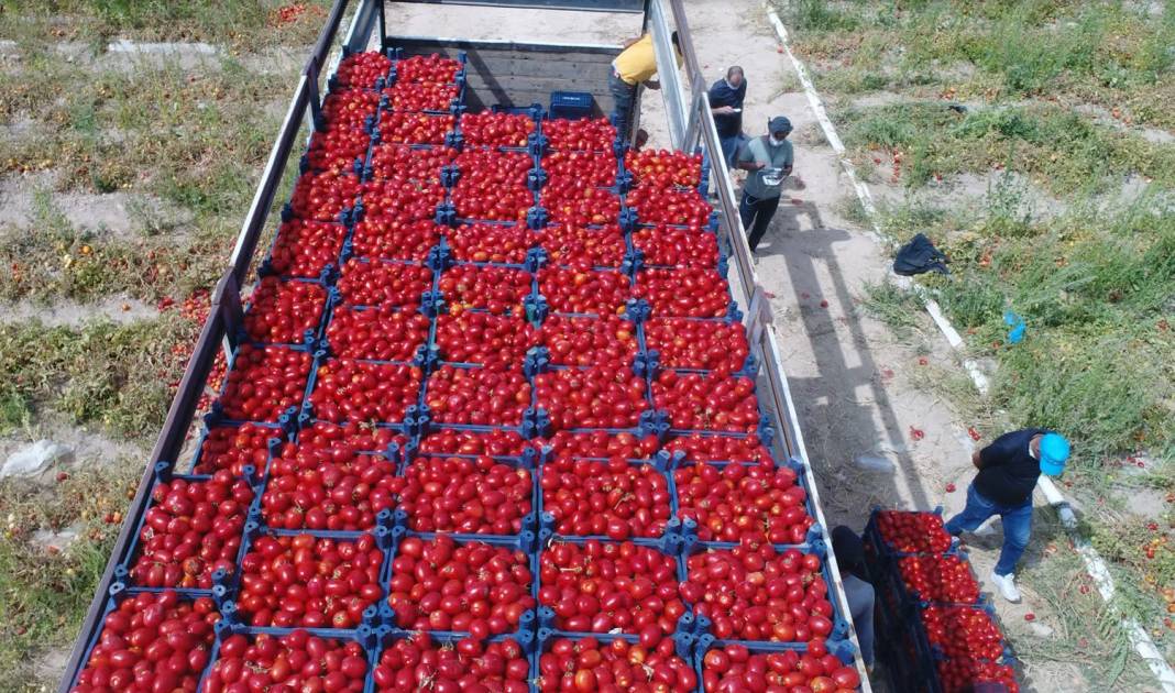 Tuz Gölü havzasının yeni alternatif ürünü domates 5