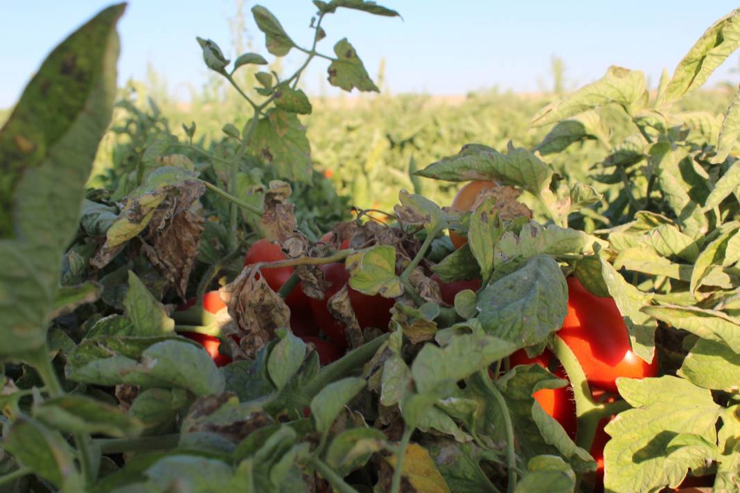 Tuz Gölü havzasının yeni alternatif ürünü domates 6
