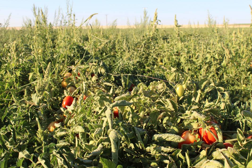 Tuz Gölü havzasının yeni alternatif ürünü domates 7