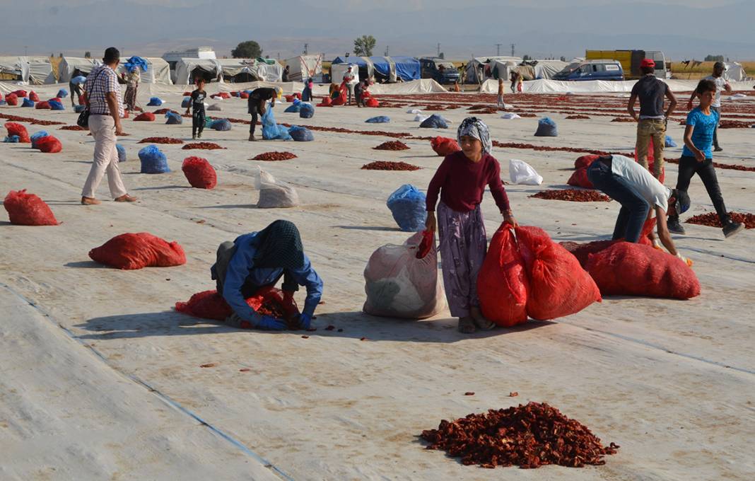 Konya Ereğli'den dünyaya 41 milyon TL’lik domates kurusu ihracatı 10