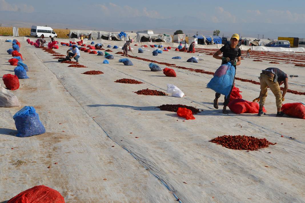 Konya Ereğli'den dünyaya 41 milyon TL’lik domates kurusu ihracatı 11