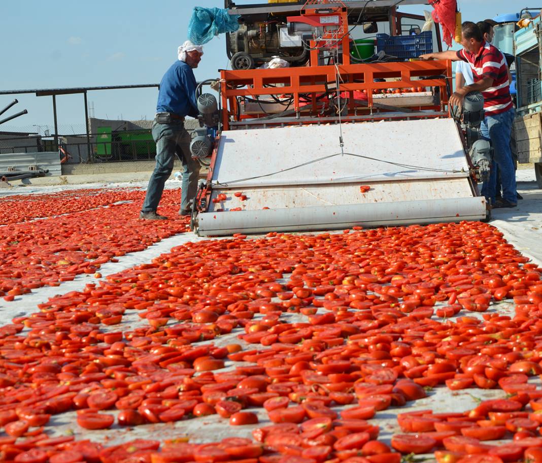 Konya Ereğli'den dünyaya 41 milyon TL’lik domates kurusu ihracatı 13
