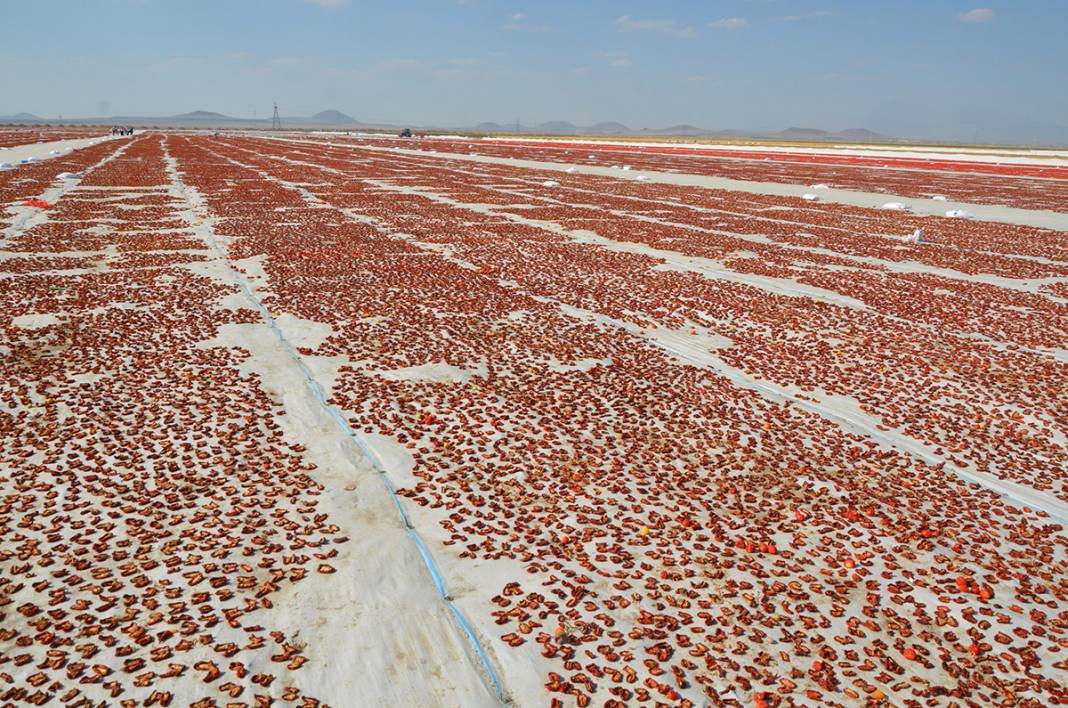 Konya Ereğli'den dünyaya 41 milyon TL’lik domates kurusu ihracatı 2