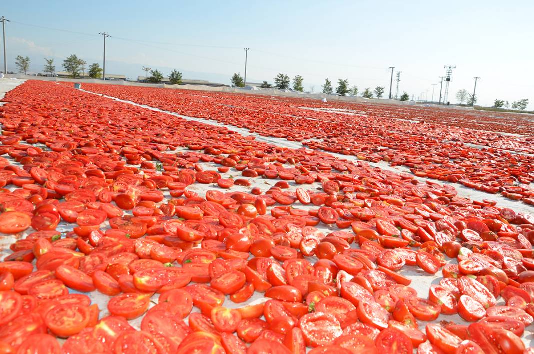 Konya Ereğli'den dünyaya 41 milyon TL’lik domates kurusu ihracatı 3