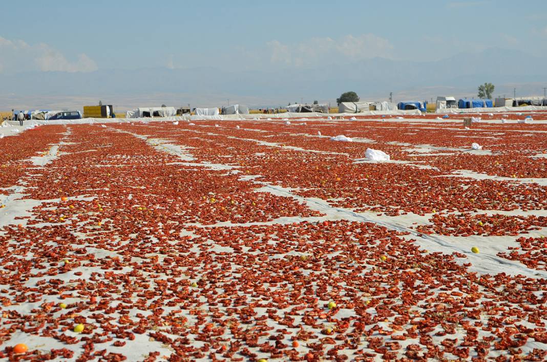 Konya Ereğli'den dünyaya 41 milyon TL’lik domates kurusu ihracatı 4