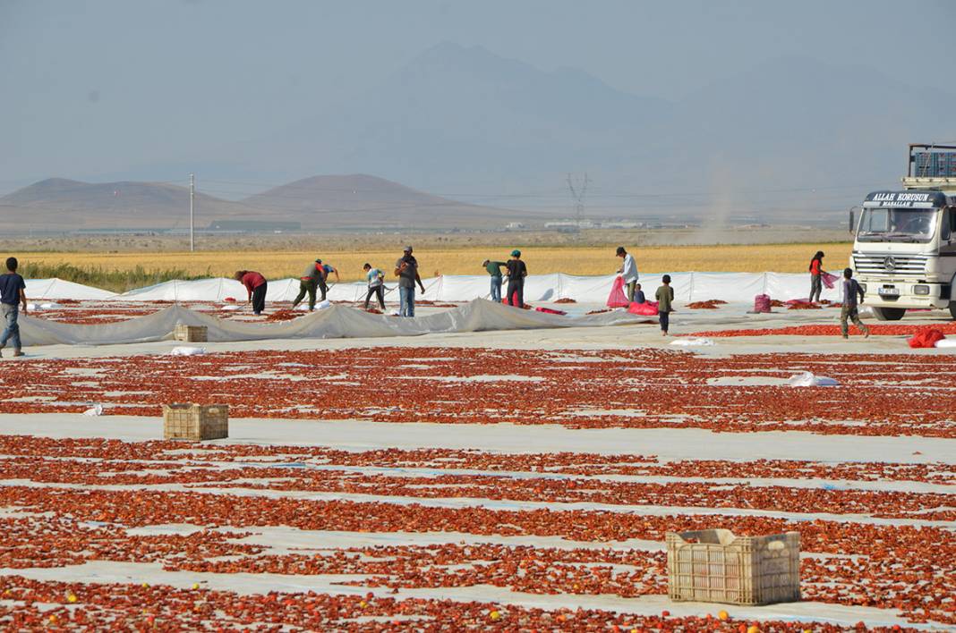 Konya Ereğli'den dünyaya 41 milyon TL’lik domates kurusu ihracatı 6