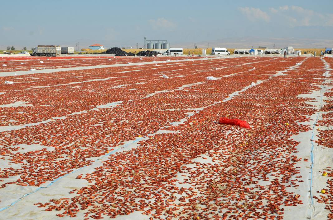 Konya Ereğli'den dünyaya 41 milyon TL’lik domates kurusu ihracatı 7