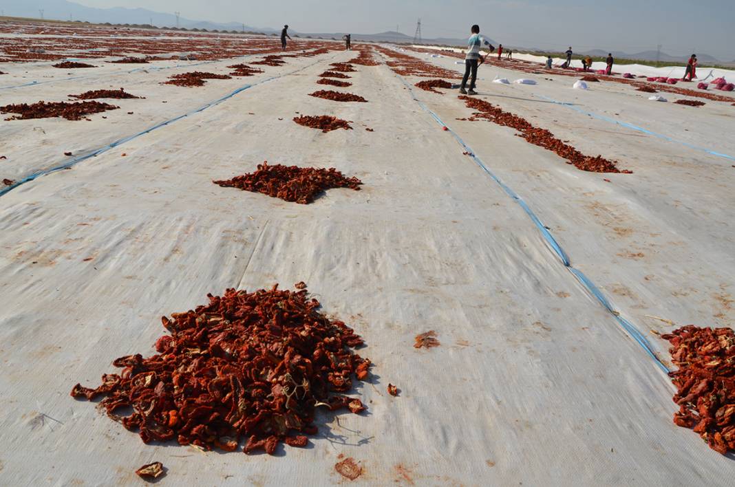 Konya Ereğli'den dünyaya 41 milyon TL’lik domates kurusu ihracatı 8