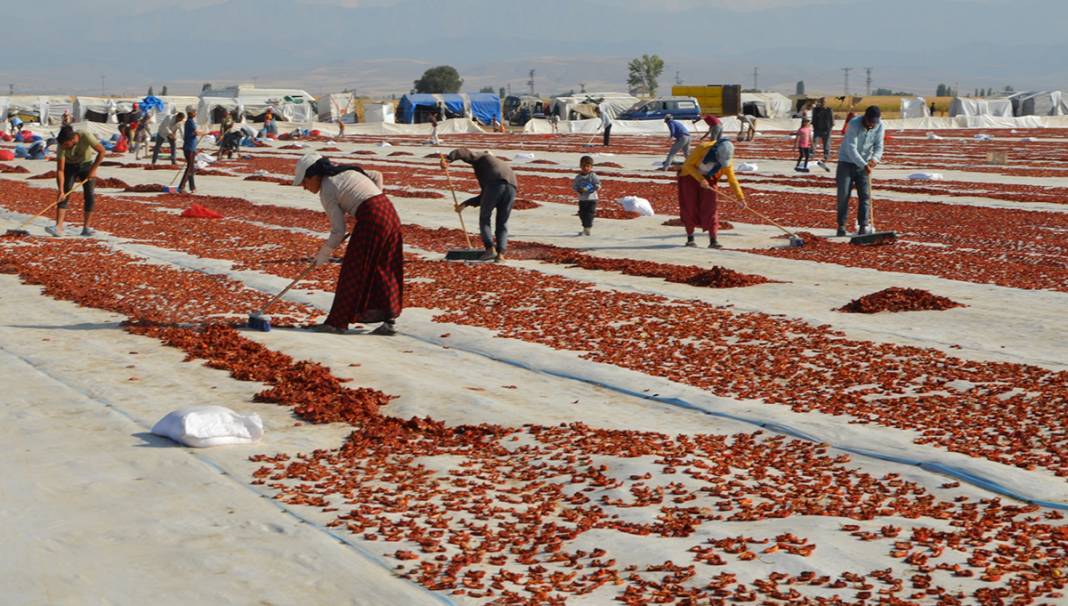 Konya Ereğli'den dünyaya 41 milyon TL’lik domates kurusu ihracatı 9