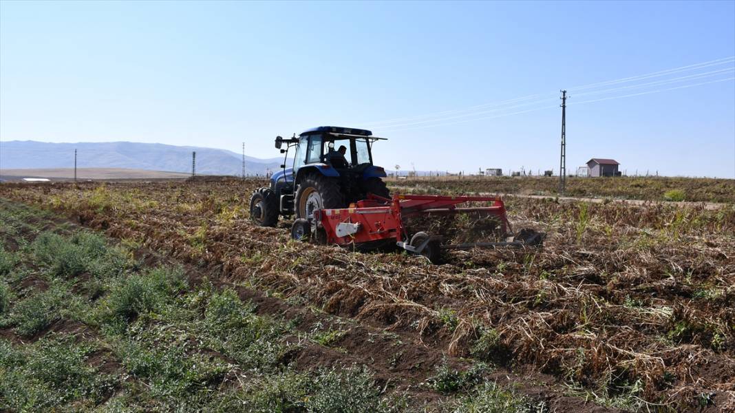 Tohumluk üretimleri sadece Konya ve Sivas'ta yapılıyor! "İlkmor"un sofralara yolculuğu başladı 8