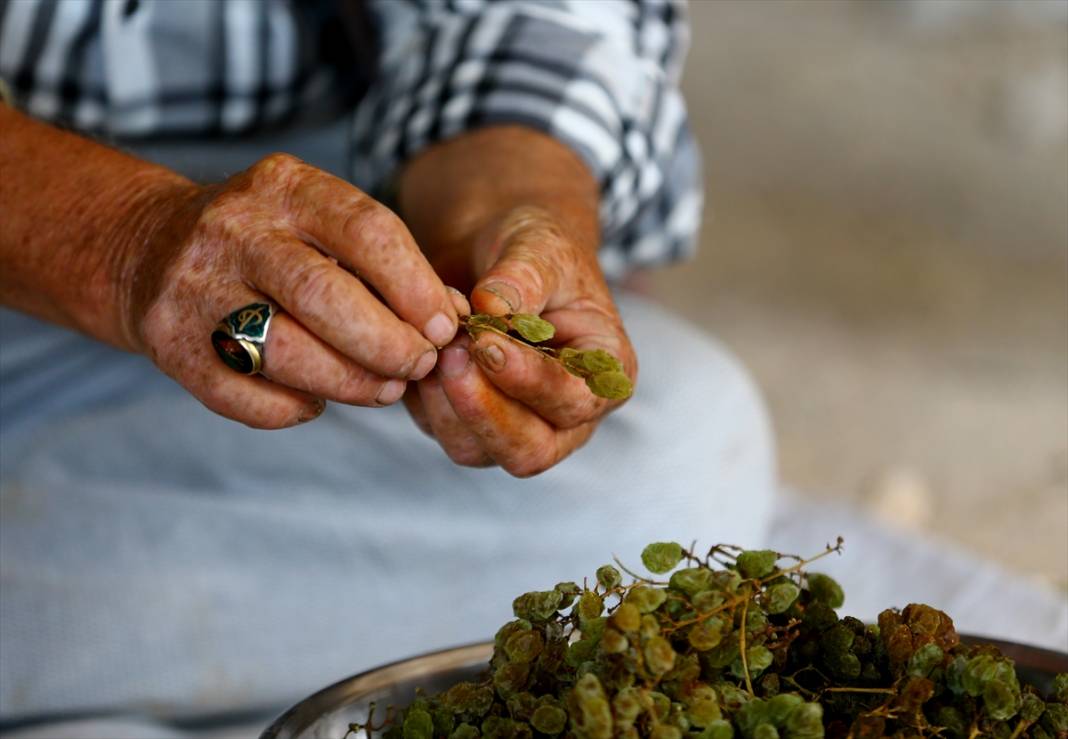 Konya'da tavan arasında kurutulan yeşil kuru üzüm benzersiz tadıyla ilgi görüyor 5