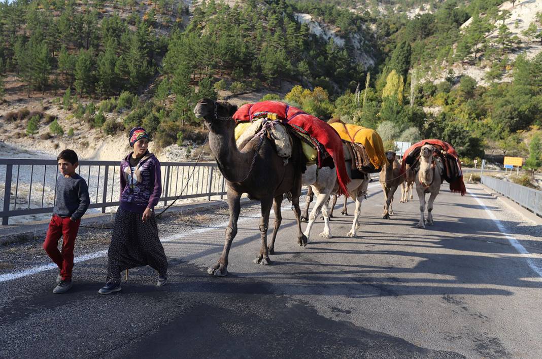 Sarıkeçili Yörüklerin Konya’dan develerle kış yurdu göçü başladı 11