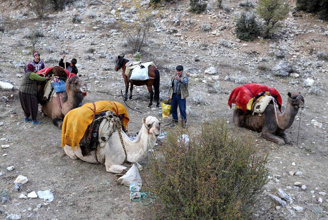 Sarıkeçili Yörüklerin Konya’dan develerle kış yurdu göçü başladı 6