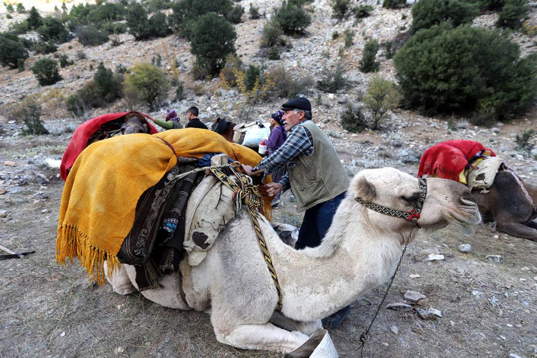 Sarıkeçili Yörüklerin Konya’dan develerle kış yurdu göçü başladı 7