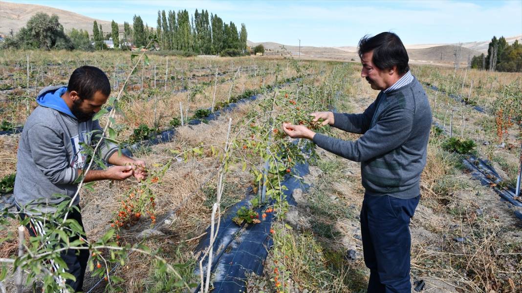 Konya'da yaşayan profesör ata ocağı köyde goji berry yetiştirerek çiftçilere örnek oluyor 1