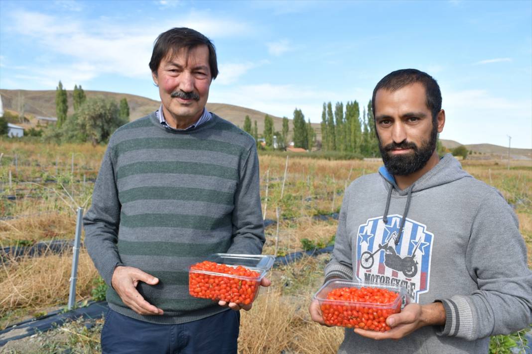 Konya'da yaşayan profesör ata ocağı köyde goji berry yetiştirerek çiftçilere örnek oluyor 10