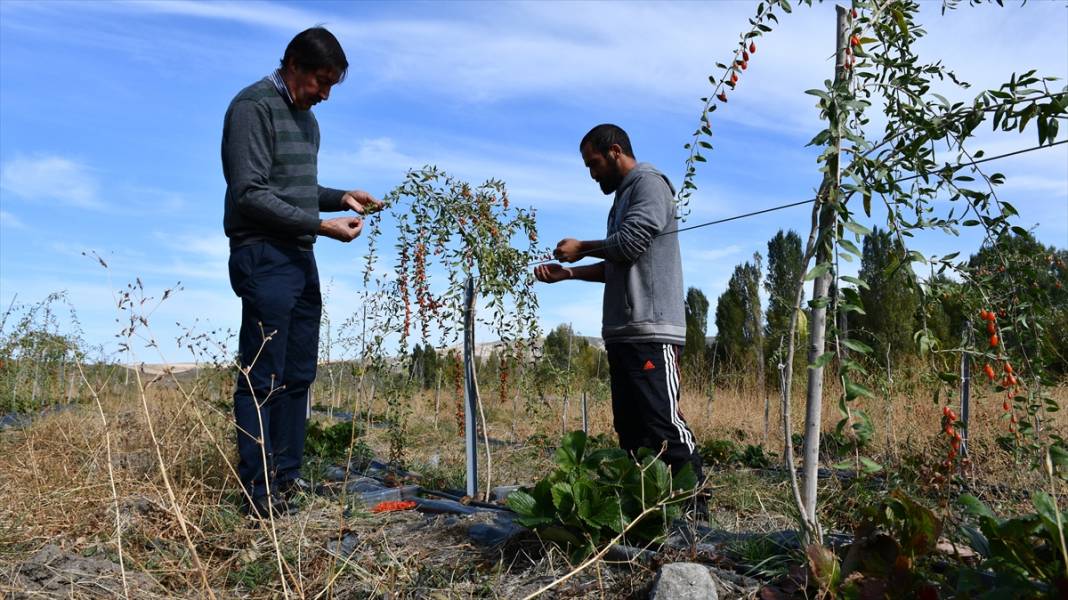 Konya'da yaşayan profesör ata ocağı köyde goji berry yetiştirerek çiftçilere örnek oluyor 12