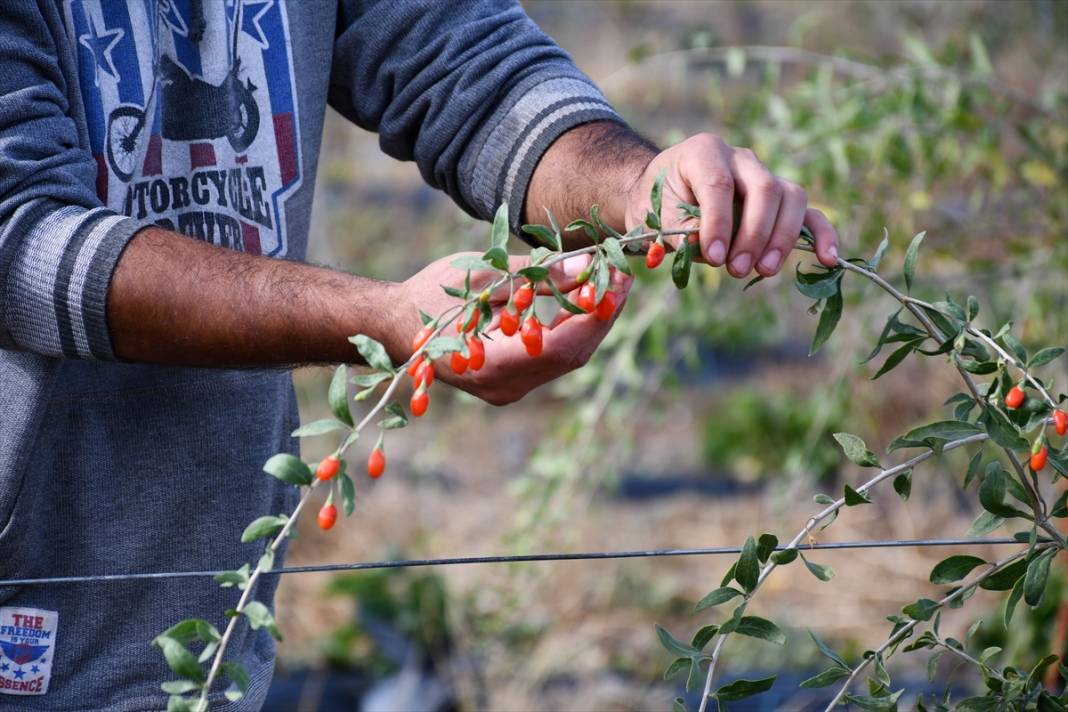 Konya'da yaşayan profesör ata ocağı köyde goji berry yetiştirerek çiftçilere örnek oluyor 2