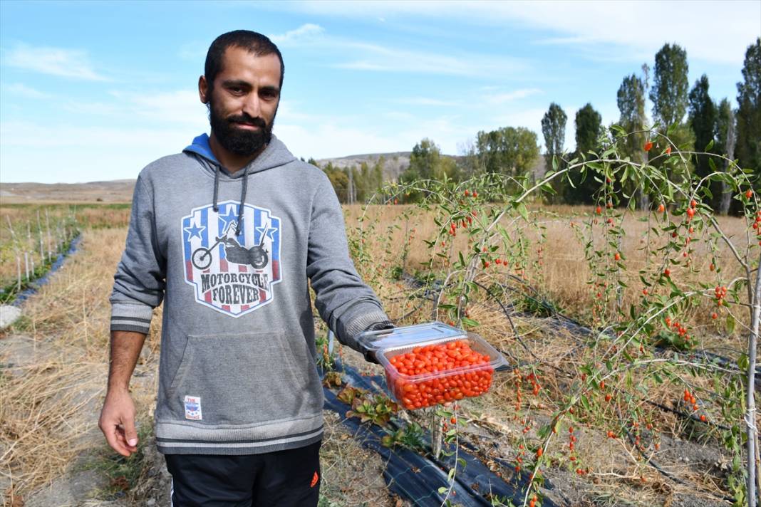 Konya'da yaşayan profesör ata ocağı köyde goji berry yetiştirerek çiftçilere örnek oluyor 4