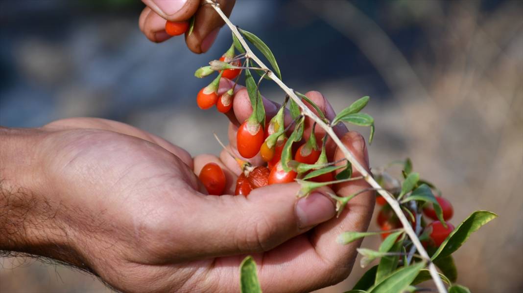 Konya'da yaşayan profesör ata ocağı köyde goji berry yetiştirerek çiftçilere örnek oluyor 6
