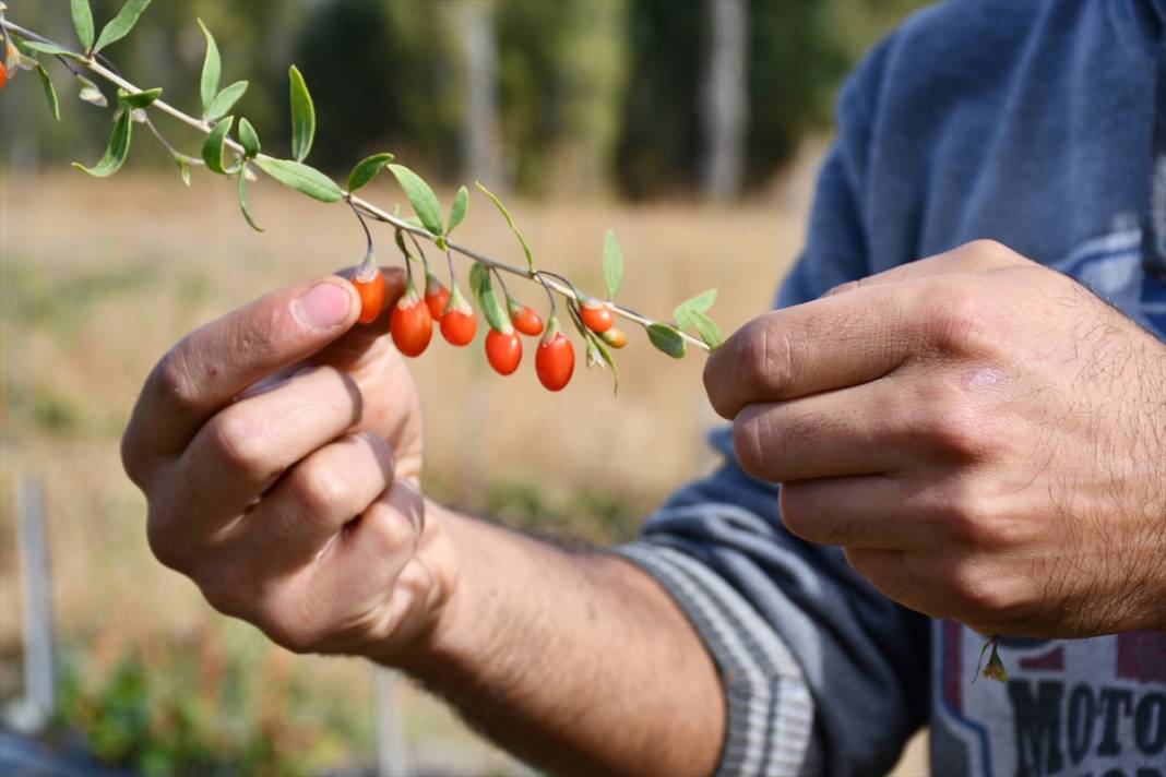 Konya'da yaşayan profesör ata ocağı köyde goji berry yetiştirerek çiftçilere örnek oluyor 7
