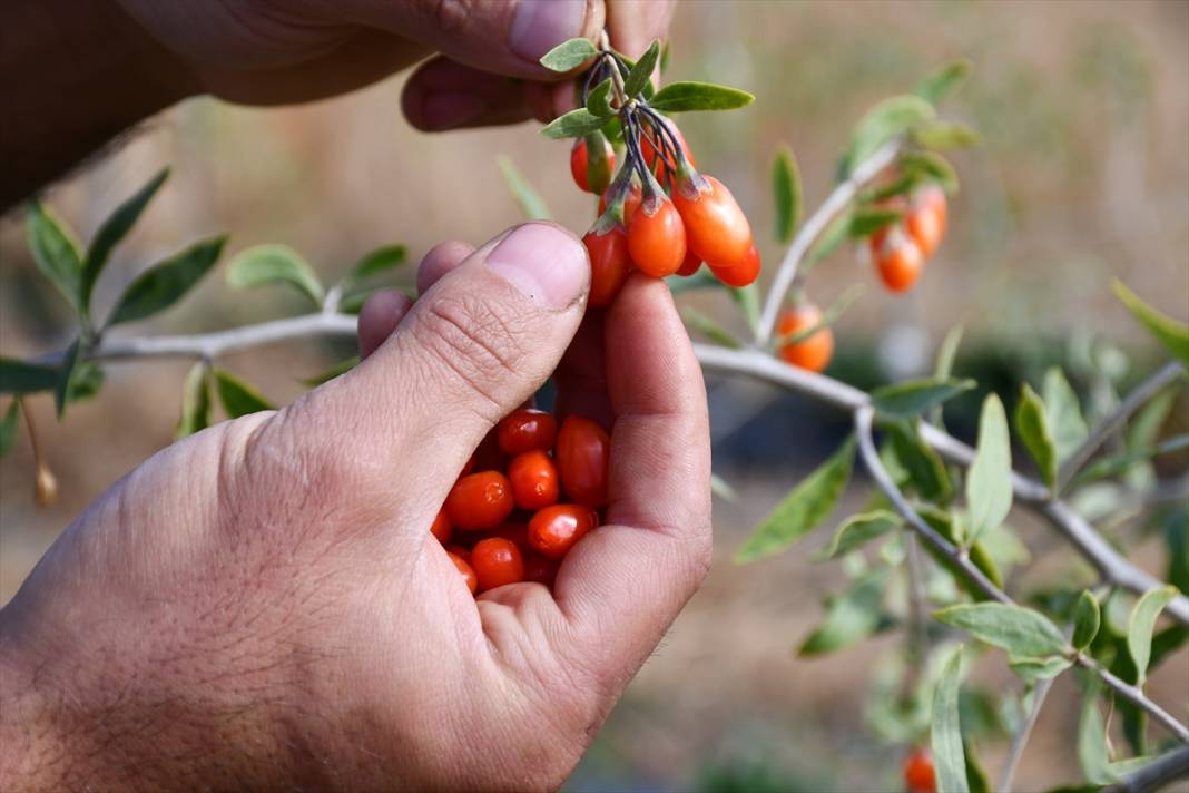 Konya'da yaşayan profesör ata ocağı köyde goji berry yetiştirerek çiftçilere örnek oluyor 8