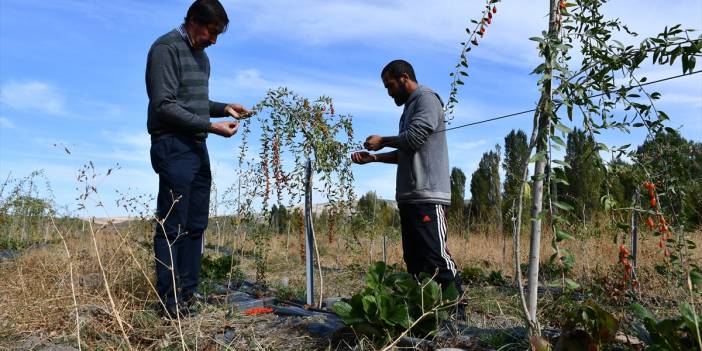 Konya'da yaşayan profesör ata ocağı köyde goji berry yetiştirerek çiftçilere örnek oluyor