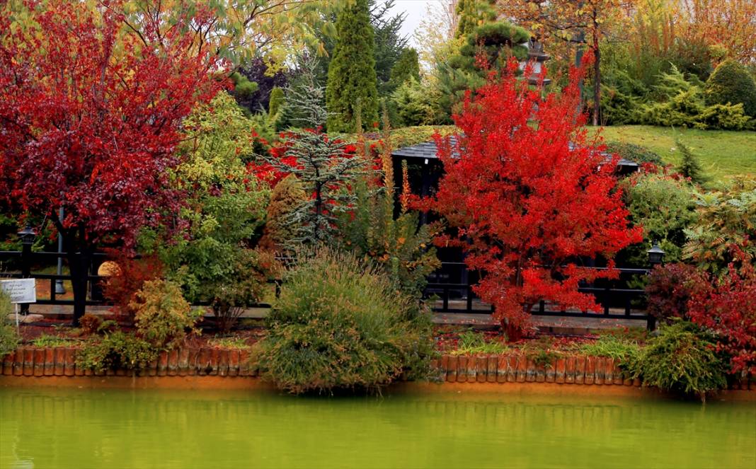Konya'daki Kuğulu ve Japon Parkı hazan renklerine büründü 13
