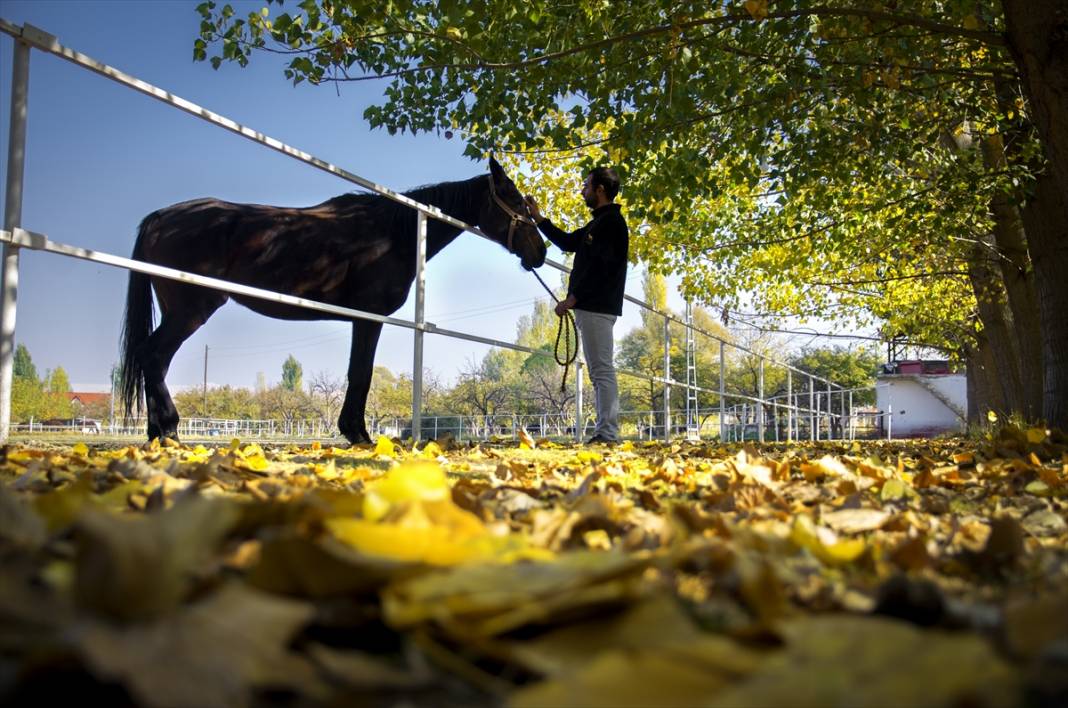 Konya'da şampiyon atların yetiştirildiği haralar, sonbaharla ayrı bir güzelliğe büründü 1