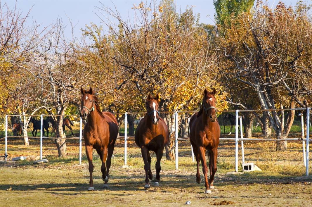 Konya'da şampiyon atların yetiştirildiği haralar, sonbaharla ayrı bir güzelliğe büründü 2
